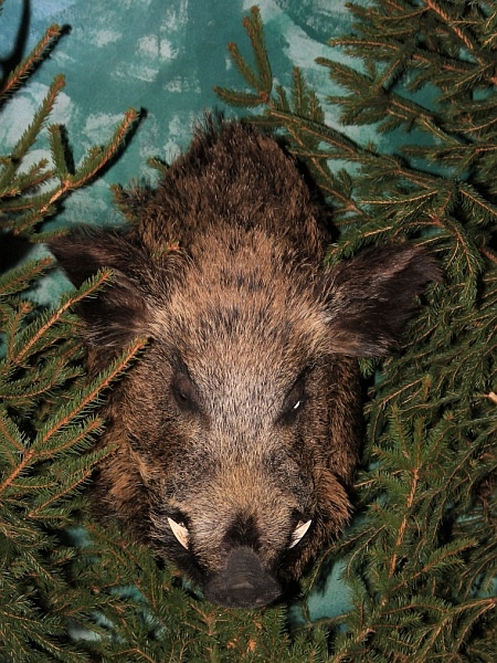 Pferd_Jagd   023.jpg